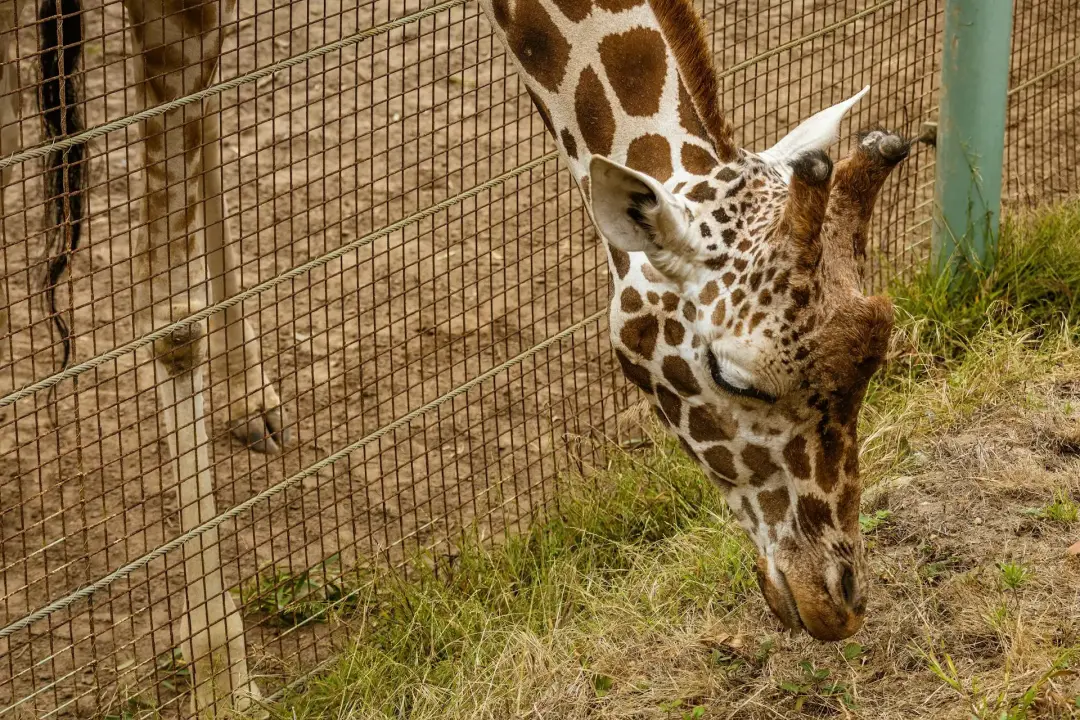 Blackpool Zoo - Famous Blackpool Landmarks
